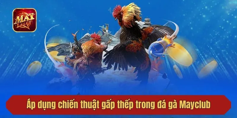 Áp dụng chiến thuật gấp thếp trong đá gà Mayclub