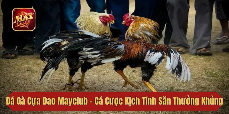 Đá Gà Cựa Dao Mayclub - Cá Cược Kịch Tính Săn Thưởng Khủng