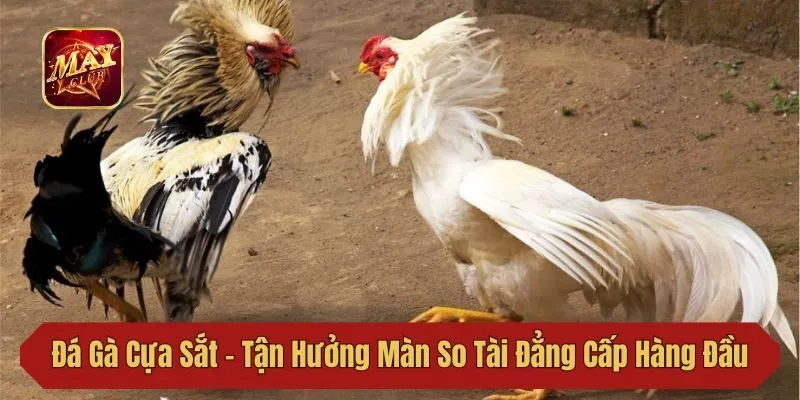 Đá Gà Cựa Sắt - Tận Hưởng Màn So Tài Đẳng Cấp Hàng Đầu