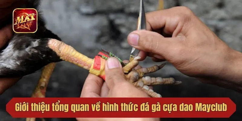 Giới thiệu tổng quan về hình thức đá gà cựa dao Mayclub