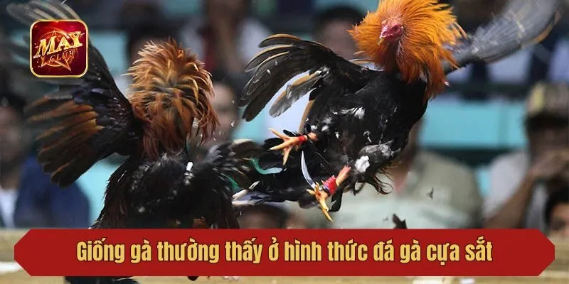 Giống gà thường thấy ở hình thức đá gà cựa sắt