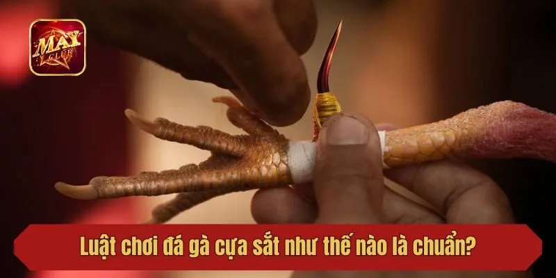 Luật chơi đá gà cựa sắt như thế nào là chuẩn?