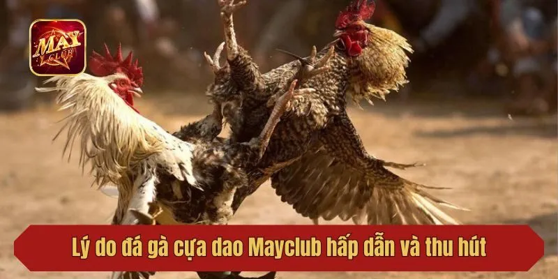 Lý do đá gà cựa dao Mayclub hấp dẫn và thu hút