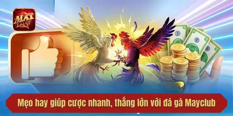 Mẹo hay giúp anh em cược nhanh, thắng lớn với đá gà Mayclub