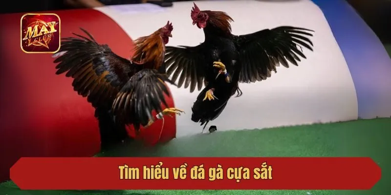 Tìm hiểu về đá gà cựa sắt