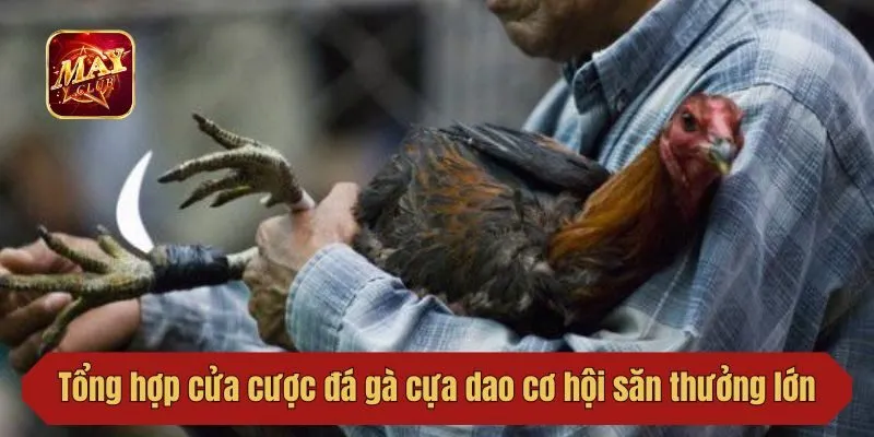 Tổng hợp cửa cược đá gà cựa dao cơ hội săn thưởng lớn